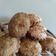Cooksnap dari bundaKiyya untuk resep Bolu Jadul Kering rasa Kelapa