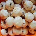 Cooksnap dari Tiani untuk resep Nastar Mocaf #tanpaterigu (1 kuning telur)