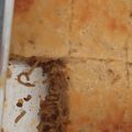 Cooksnap dari Okkytania Parsetiorini untuk resep Spaghetti brulee panggang+saos bechamel
