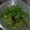 Cooksnap dari Dapoer Ummi Fadhil untuk resep Tumis Kangkung Pedas Mantappp