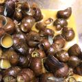 Cooksnap dari Rina Nurlaela untuk resep Tutut Pedas Kuah Kuning