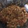 Cooksnap dari Patrianisya Devi untuk resep Sambal Ala Ayam Gepuk Pak Gembus Dijamin Mirip