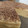 El cooksnap de laura cuando hizo Tarta de obleas de Carlsbad.