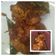 Cooksnap dari Nonke untuk resep Ayam Bumbu Rujak
