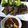 Cooksnap dari Levy untuk resep Tenderloin steak
