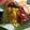 Cooksnap dari Ws Renny untuk resep Rujak Buah Bumbu Kacang