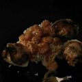 Melissa's cooksnap of when they made Bonefish Grill's Bang Bang Shrimp.