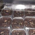 Cooksnap dari Lisa mardianasari untuk resep Brownies Ketan Hitam