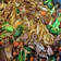 Leslie Gonzalez's cooksnap of when they made Easy Beef and Broccoli (With Carrots).