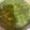 El cooksnap de Emelia Lima Zapta cuando hizo Mole verde.
