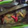 Cooksnap dari Erfi's pawon untuk resep Pepes Ikan Mas Duri Lunak (Presto)