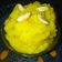 @shipra verma का कुकस्नैप जब उन्होंने बादाम हलवा (badam halwa recipe in Hindi) बनाया था।