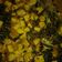 Cooksnap dari Richa Persada untuk resep Sayur pakis gulai