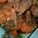 Cooksnap dari nuryulia untuk resep Udang Asam Manis