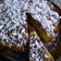 El cooksnap de Alejandra Russo cuando hizo Torta fácil de coco.
