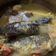 Cooksnap dari annisa yulianti sudrajat untuk resep Asem-Asem ikan Gabus