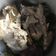 Cooksnap dari Putri Novita Yenny untuk resep Tips merebus daging kambing tidak bau dan cepat empuk