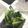 Cooksnap dari iken put untuk resep Sayur Sawi Sehat Alami