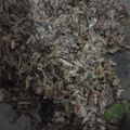 Cooksnap dari Dyah Isnaini Puspitasari untuk resep Pampis Cakalang Fufu (cakalang asap)