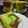 Cooksnap dari FATUN RAHMANIA untuk resep Chiffon Cake 3 Rasa ( Vanilla Choco Pandan menul2+Step by step