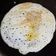 Falguni Shah's cooksnap of when they made ઉત્તપા (Uttapa Recipe In Gujarati).