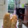 Cooksnap dari maya siska untuk resep Roti perancis / baguette homemade