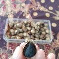 Cooksnap dari Aningsih untuk resep Black Garlic (Bawang Hitam)