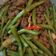 Cooksnap dari Dewif p untuk resep Tumis Buncis Daging Sapi