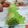Cooksnap dari Sonya untuk resep Bolu gulung pandan lembut sederhana