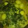 Cooksnap dari Dewi Christine Siagian untuk resep 102. Gulai Daun Ubi Singkong