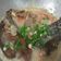 Cooksnap dari nikorius rodi untuk resep Lele Santan Pedas Simple