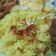 Cooksnap dari Sriana untuk resep Nasi kuning magic com enak