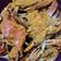 Cooksnap dari dian untuk resep Kepiting rajungan saus padang