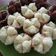Cooksnap dari Bethany Asmara untuk resep bolkus simple