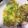 El cooksnap de Xioni Paola Nieto cuando hizo Ensalada campestre.