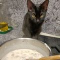 El cooksnap de María luisa cuando hizo Salmón con nata y champiñones al horno.