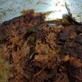 Cooksnap dari Yuyun untuk resep Rendang daging Sapi resep Asli padang