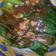 Cooksnap dari dwiratihm untuk resep Pokcoy Saus Tiram