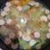 Cooksnap dari Pipit Nugesthy untuk resep Sayur Sop Segar