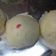 Cooksnap dari Indah Fitri untuk resep Killer Soft Pao