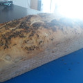 El cooksnap de Dai Montenegro cuando hizo Pan de cebolla en molde con harina Pureza y cubierta saborizada.