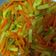 Cooksnap dari Koestien Haryati untuk resep Acar Kuning Ketimun Wortel