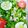Rahinerth Sheshe's Cuisine 's cooksnap of when they made Salad.