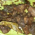 Cooksnap dari Tita Zaky untuk resep Semur daging + kentang betawi