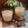 Cooksnap dari Siswaty Elfin Bachtiar untuk resep Ginger Creamy Tea