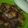 Cooksnap dari idha Ummu Kaisan untuk resep Ayam kecap rica-rica 🌸
