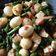 Cooksnap dari Triyana untuk resep Tumis Kacang Panjang Tempe Pedas