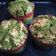 Cooksnap dari Citramel89 untuk resep Muffin Pandan