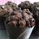 Cooksnap dari Vivi Yulianti untuk resep Double Chocolate Muffin (Very moist and chocolatey)