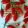 Cooksnap dari Merra Bawati untuk resep Kue cabe